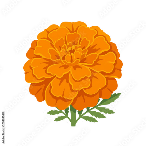 orange dahlia flower isolated