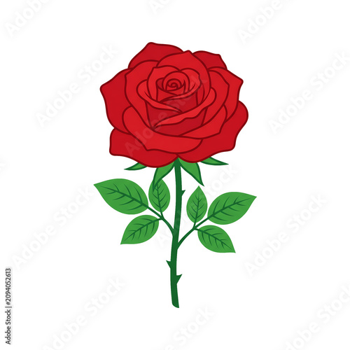 red rose isolated on white