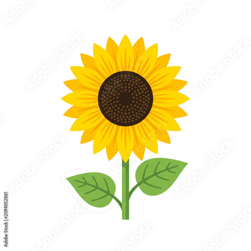 sunflower isolated on white background