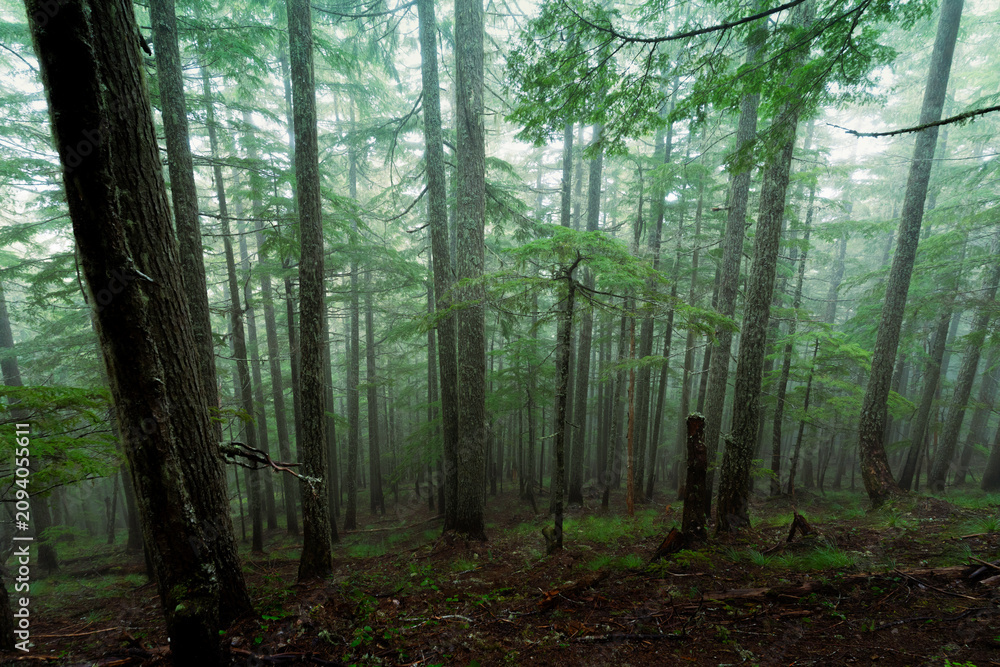 Fototapeta premium Misty Pine Forest with Tall Trees
