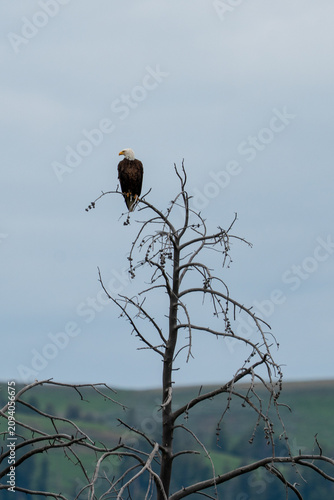 Bald Eagle Perched on Dead Tree