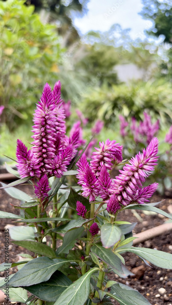 Obraz premium Close-Up of Bright Pink Celosia in a Green Garden