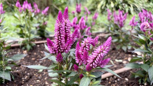 Tableau sur toile Pink Celosia Flowers Blooming in a Summer Garden
