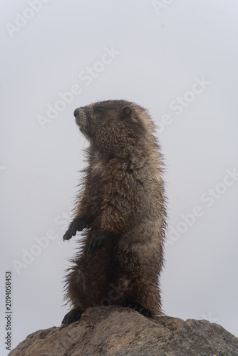 Hoary Marmot Standing Alert in Fog