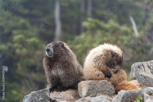 Two Hoary Marmots Perched on Rock
