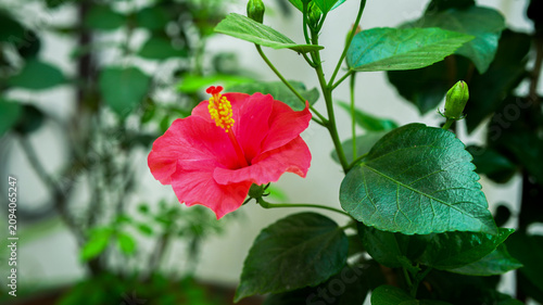 red hibiscus flower