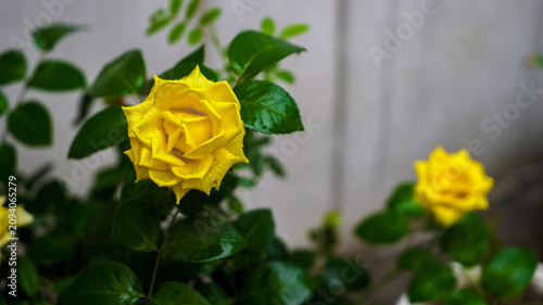 yellow rose in the garden