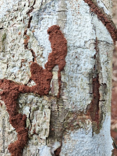 Close-up Detail of Weathered Tree Bark Texture with Lichen