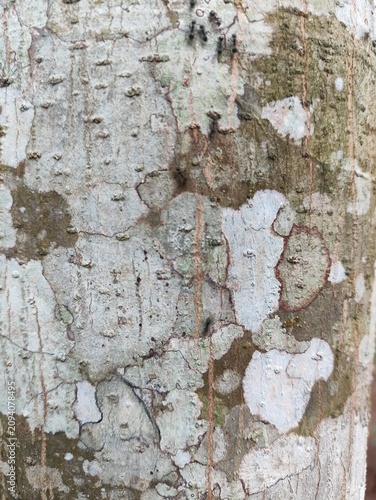 Close-up Detail of Weathered Tree Bark Texture with Lichen