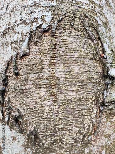 Close-up Detail of Weathered Tree Bark Texture with Lichen