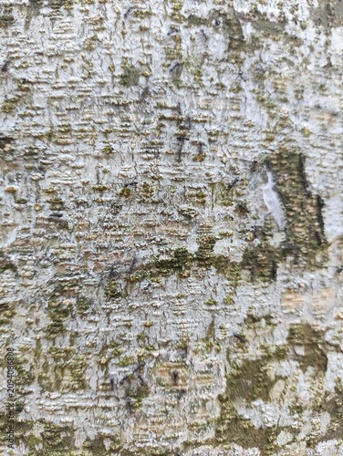 Close-up Detail of Weathered Tree Bark Texture with Lichen