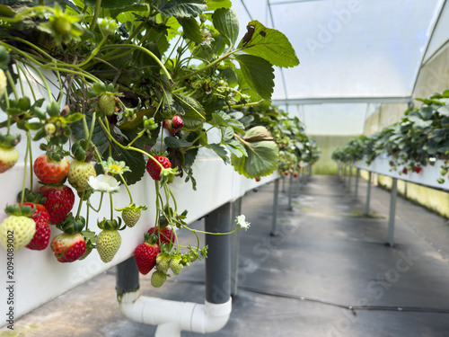 Strawberry plants grow inside a greenhouse during the summer season