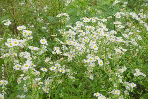 Photos White fleabane wildflowers blooming in early summer field