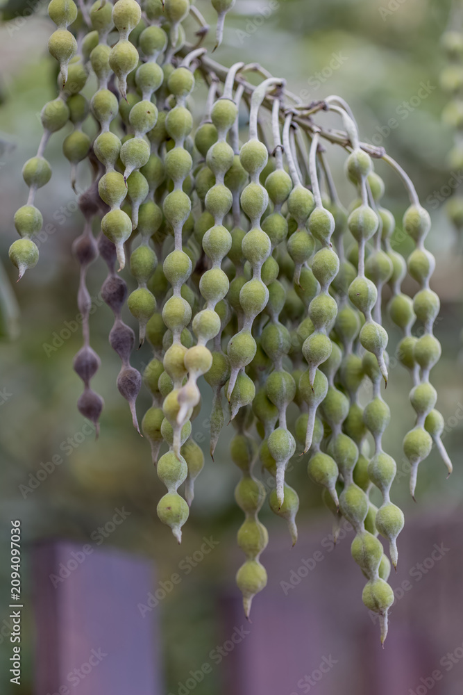 Obraz premium Arbre chapelet, sophrora tomentosa