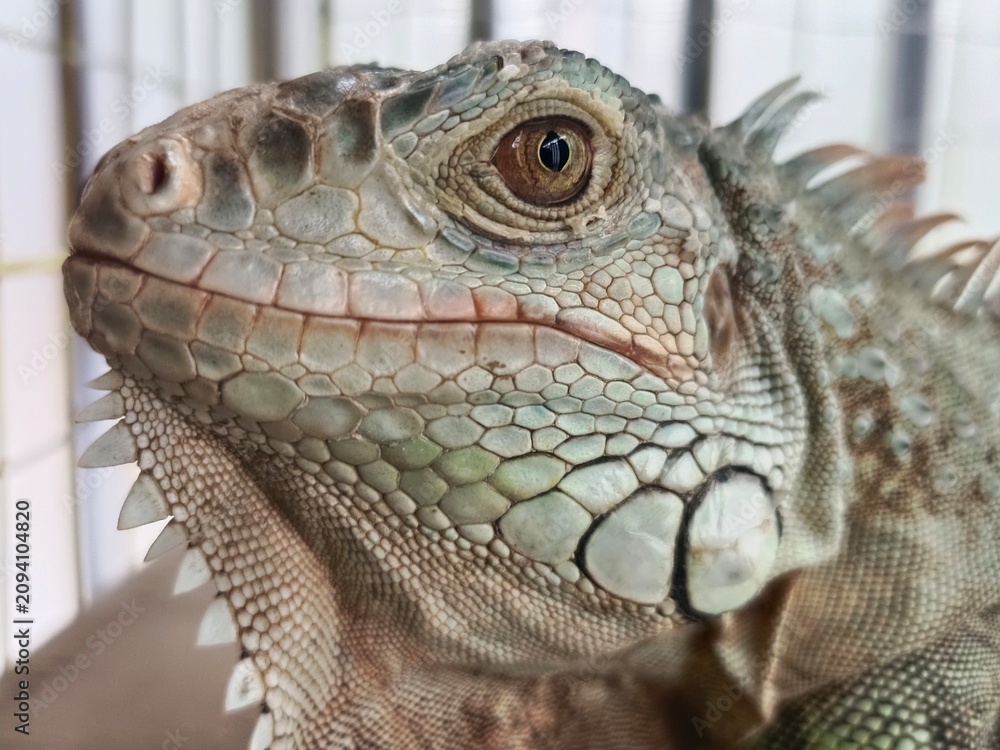 Fototapeta premium A detailed close-up portrait of a green iguana