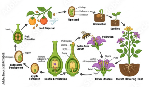 Obraz na płótnie Angiosperm flowering plant life cycle with double fertilization vector infograph