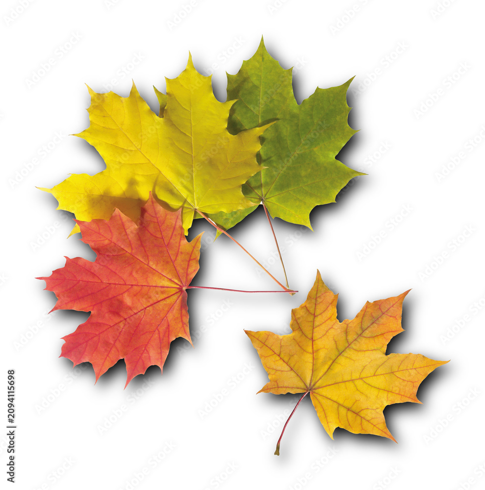 Obraz premium Dry Autumn Maple Leaf with Vibrant Orange and Red Colors Isolated on Plain White Background