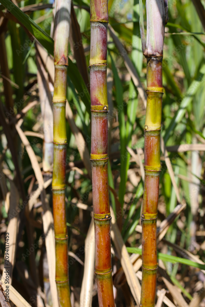 Fototapeta premium Sugarcane stalks growing in the field.
