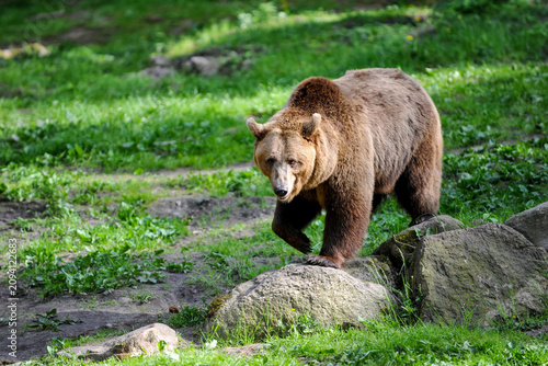 Brown Grizzly Bear Walking Over Rocks in Green Meadow