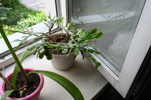 Bild auf Leinwand Schlumbergera (Christmas cactus) in beige pot sprawls across sunlit windowsill