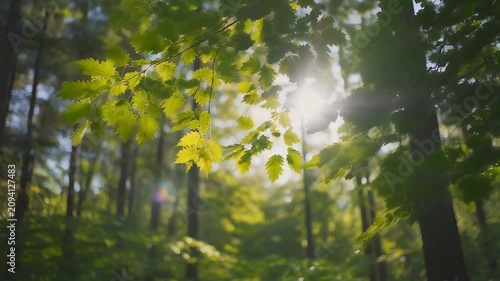 sunlight through trees for ecology concept with fresh green leaves