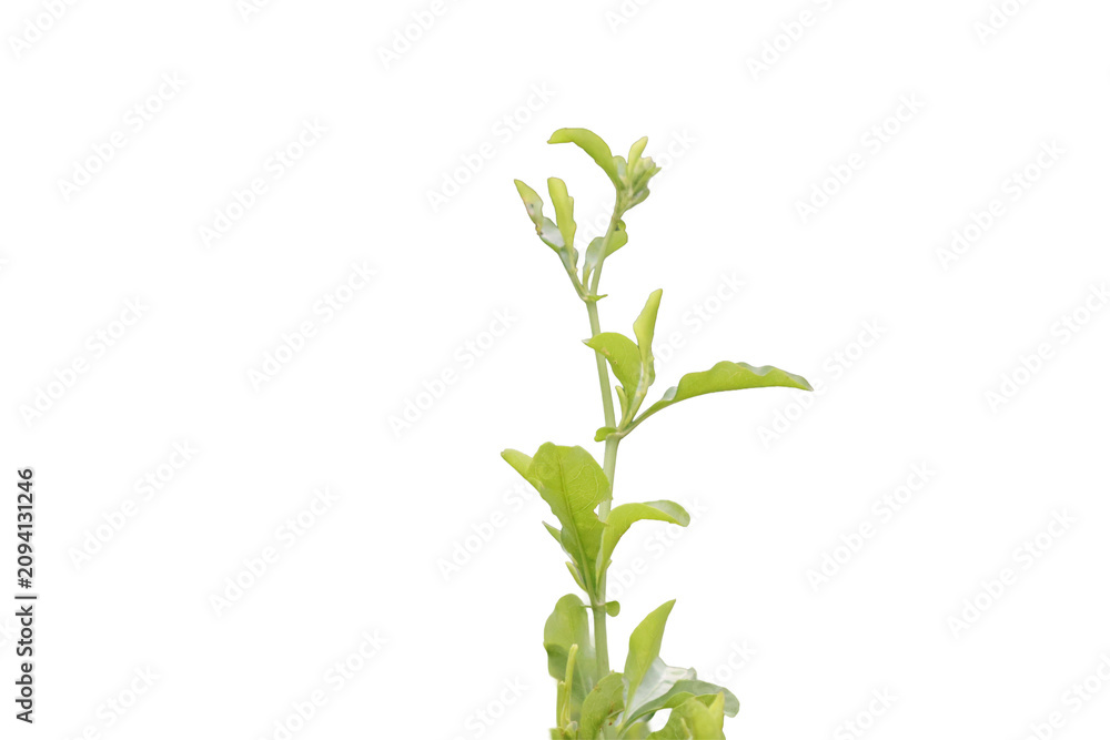 Fototapeta premium green plant isolated on white