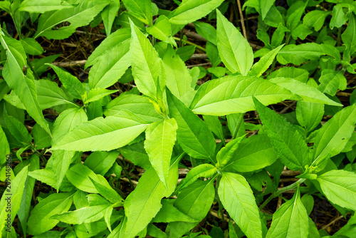 Canvastavla Leaves of growing Jerusalem artichoke