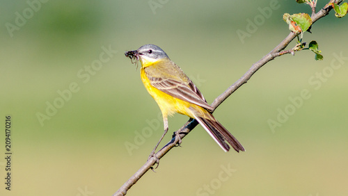 Φωτογραφία yellow backed shrike