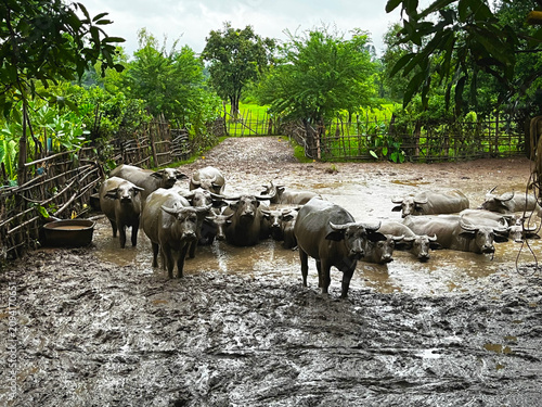 Foto Rural photography capturing domestic water buffalo herd bathing in muddy paddock