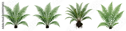 the set of four Sago Palm (Cycas revoluta) isolated on withe background PNG high quality''