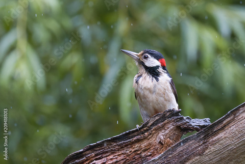 A detailed profile shot of a great spotted woodpecker, dendrocopos major, perched on a wet log during a gentle rain shower.