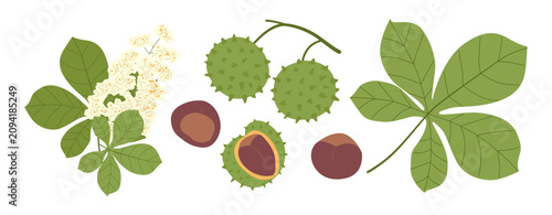 Flat graphic collection featuring green chestnut tree leaves, white blooming flowers, spiky green shells, and ripe brown nuts isolated on a white background. Vector illustration