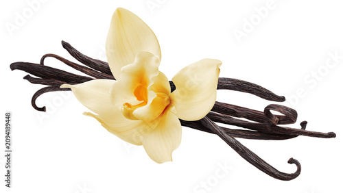 Vanilla bean isolated, full depth of field