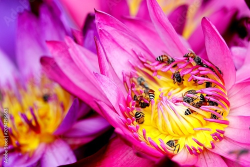  Macro close-up of a swarm of honeybees actively collecting pollen inside a bright pink lotus flower center. Dynamic wildlife