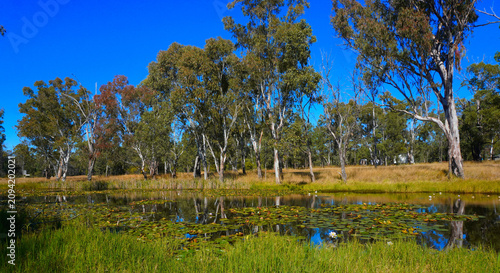 Tableau sur toile Lagoon with lily pads set in bushland
