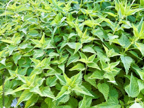 Canvastavla Manto de vegetacion en un bosque de Cantabria