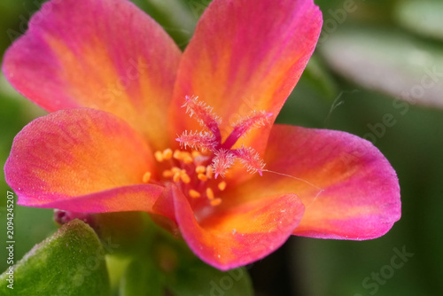 Vibrant pink and orange flower blossom with delicate petals and prominent stamen, showcasing Nature's beauty close up
