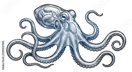 Bild auf Leinwand Detailed vintage illustration of an octopus with intricate tentacles