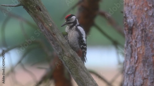 Comical Great Spotted Woodpecker Struggling to Wedge a Green Pine Cone and Looking Disappointed
