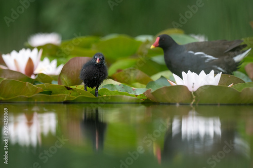 Common Moorhen Chick Standing on Water Lily Leaves with Adult Bird in Natural Wetland