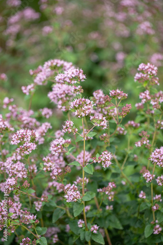 Blooming oregano stem (Origanum vulgare).