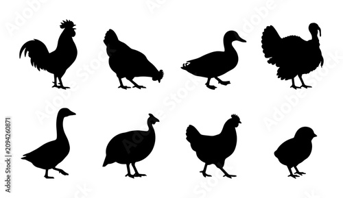 Fotografie Farm Bird Silhouettes Collection: Rooster, Hen, Duck, Turkey, Goose, Guinea Fowl