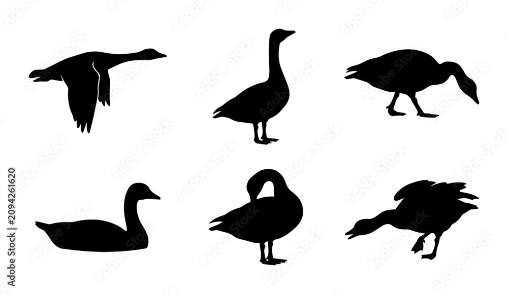 Fototapeta premium Set of Six Goose Silhouettes, Flying and Standing Wildlife Vector Icons, Black and White Bird Poses