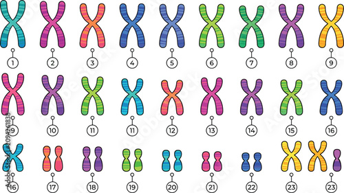 Canvas Print Human Karyotype Colorful Diagram Displaying Male and Female Chromosome Pairs for