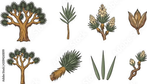Cuadro en lienzo Joshua Tree Botanical Vector Set Featuring Desert Yucca Palm Trees Blossoms Shar