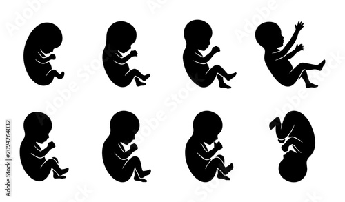 Tableau sur toile Human Fetal Development Stages, Embryo to Newborn Silhouette Icons, Biology Scie