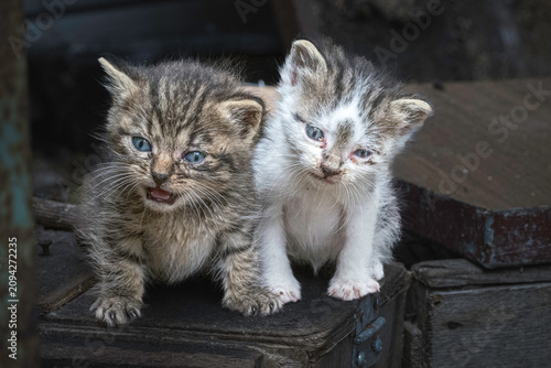 Fotografie Due piccoli gattini randagi insieme su vecchie cassette di legno