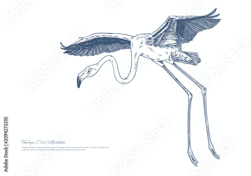 Konstfotografi Detailed Botanical Style Flamingo Sketch Vintage Bird Illustration