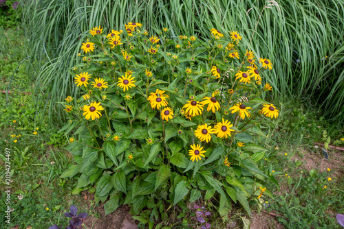 Bild auf Leinwand Beautiful black eyed Susan flowers blooming in a lush green garden under summer