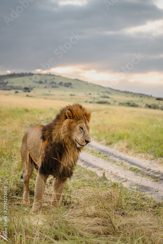 Canvas Print male lion in masai mara